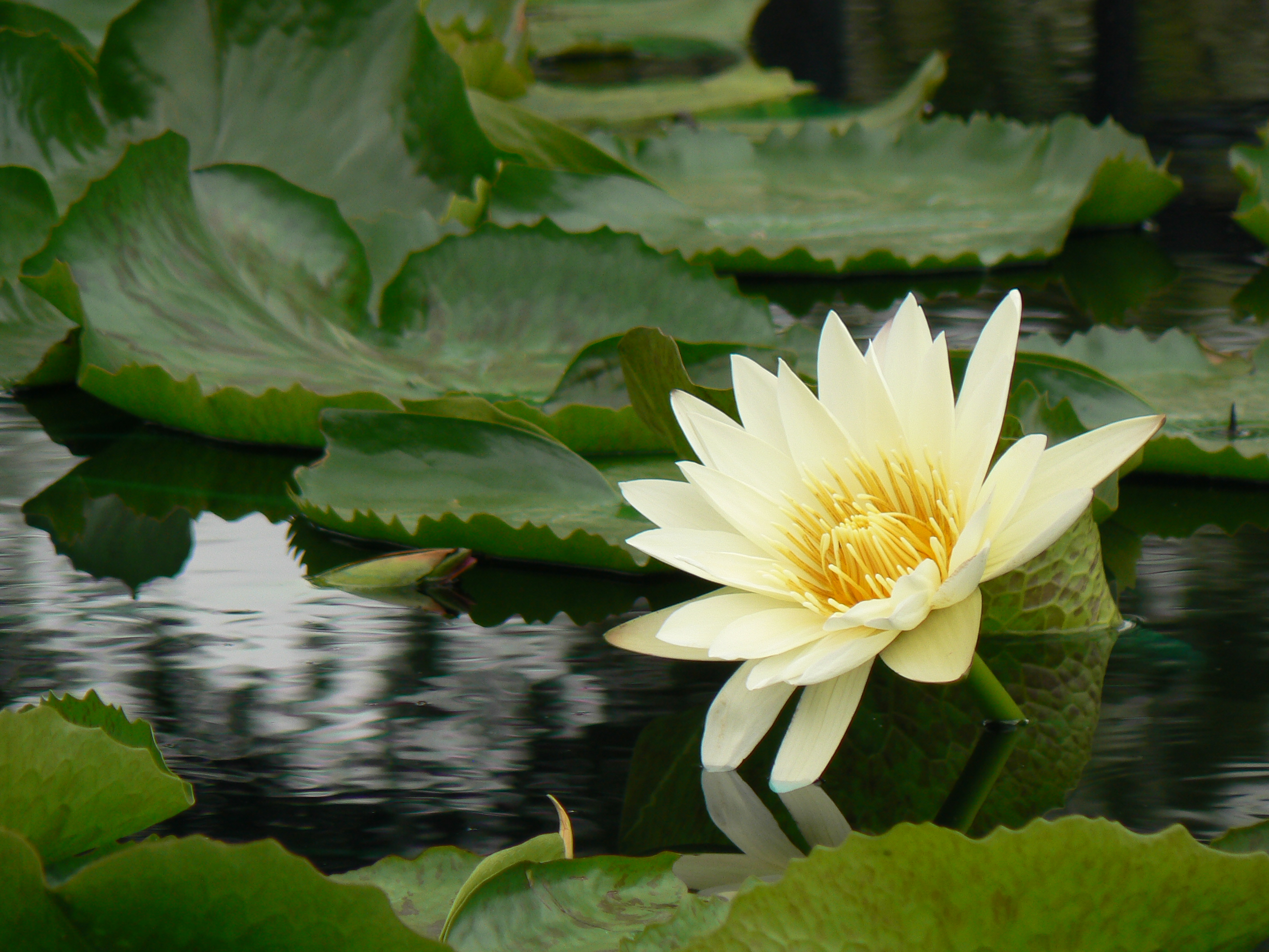 池塘花园的睡莲
