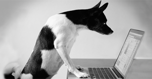研究膝上型计算机的狗的图象
