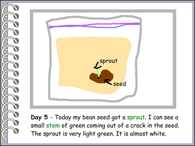 学生观察豆科植物生长情况